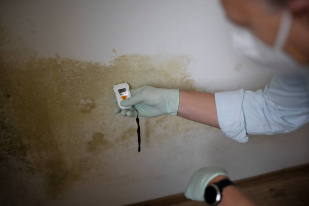 Best Emergency Mold Remediation in Home, WA