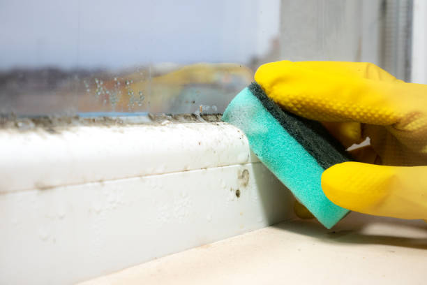 Best Industrial Mold Remediation in Home, WA