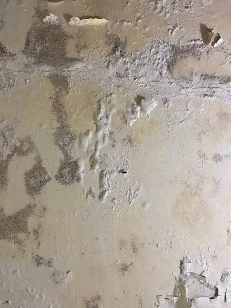 Best Insurance-Related Mold Remediation in Home, WA