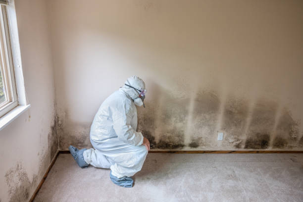 Best Industrial Mold Remediation in Home, WA