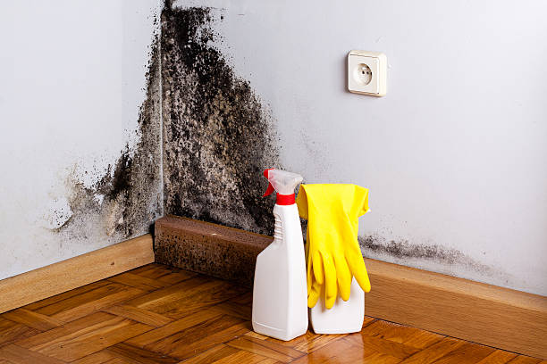 Best Health and Safety Mold Remediation in Home, WA